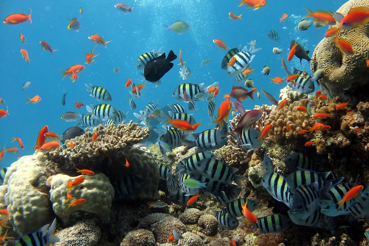 Italien Korallenriff